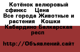 Котёнок велюровый сфинкс. › Цена ­ 15 000 - Все города Животные и растения » Кошки   . Кабардино-Балкарская респ.